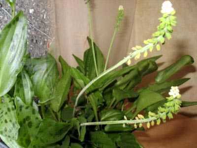 Что следует знать об уходе за цветком дримиопсисом, и какие виды выращивают дома?