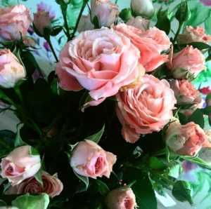 Йеллоу Фейри – почвопокровная роза, пользующаяся широкой популярностью у цветоводов любителей У розы раскидистый куст ветвистой формы с полустелющимися