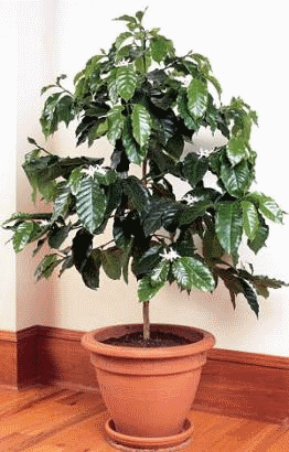 Кофейное дерево в домашних условиях: выращивание и уход