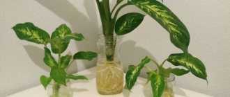 Кактус цереус: популярные виды растения и уход за ними дома