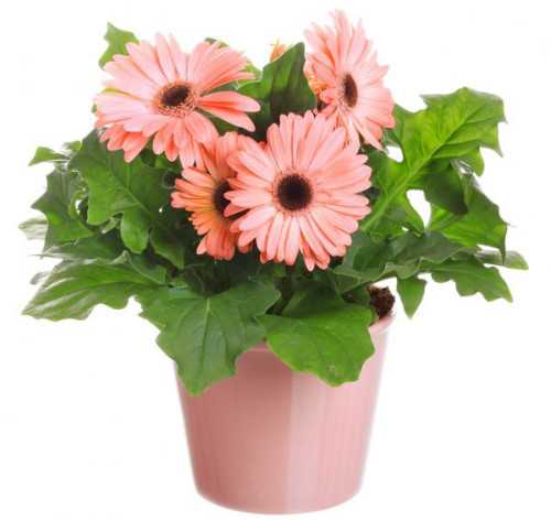 Кружевной цветок альсобия: советы по уходу в домашних условиях и фотографии цветка