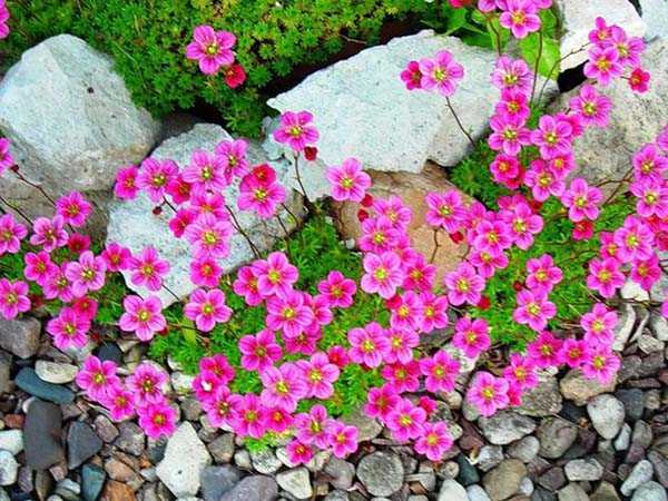 Цветок камнеломка комнатная: посадка и уход, фото и полезная информация для садоводов
