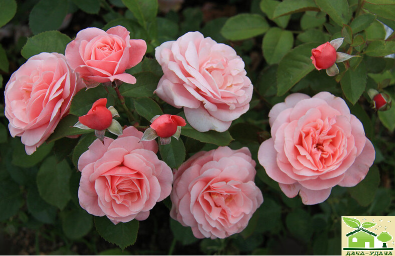 Самые неприхотливые и зимостойкие розы: рекомендации по выбору сорта для разных регионов