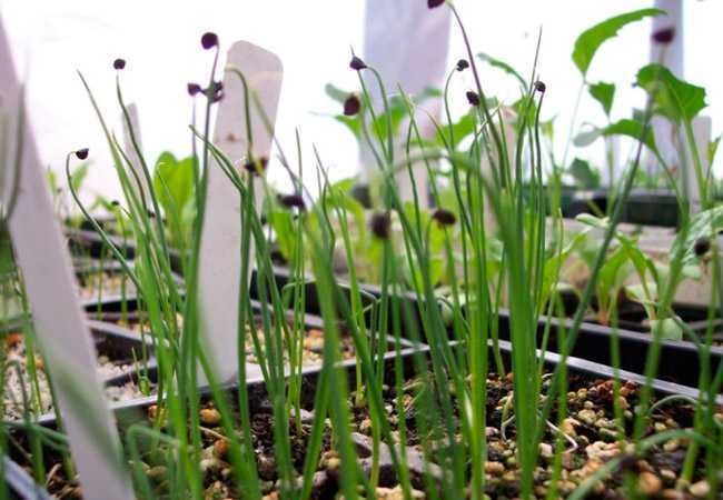 Как посадить лук-батун на рассаду и сразу в открытый грунт