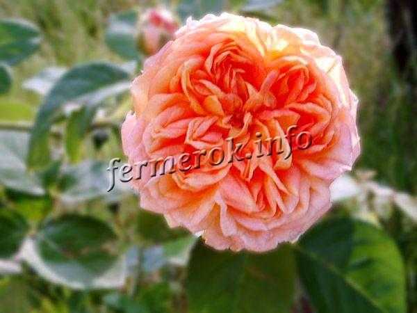 Цветок иерихонская роза в домашних условиях (с фото)