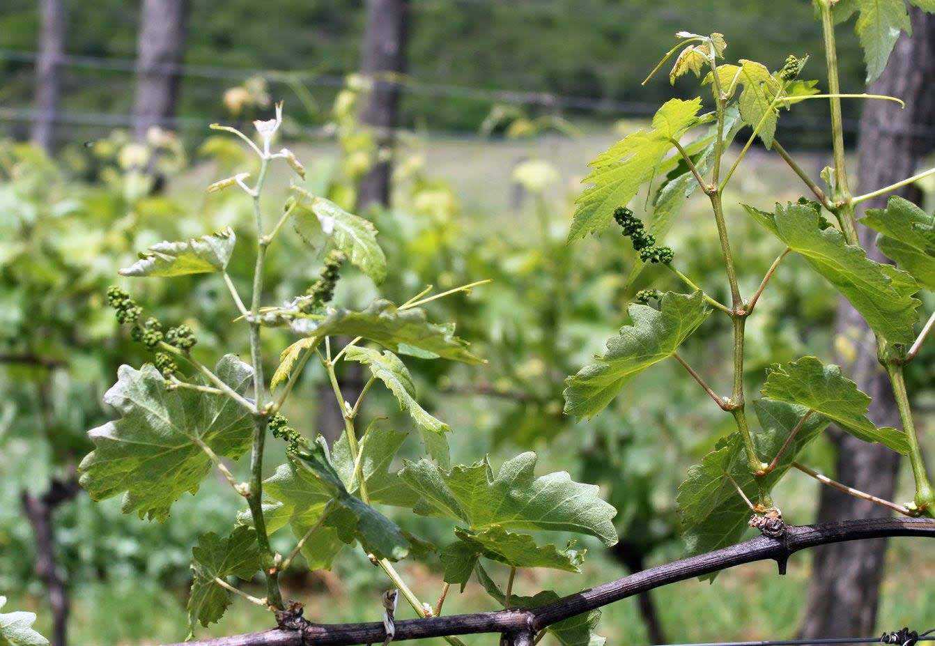 Чем лечить оидиум на винограде: самые эффективные меры борьбы с напастью