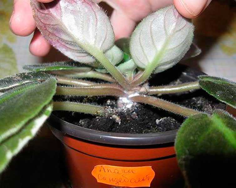 Мучнистый червец на комнатных растениях: способы борьбы