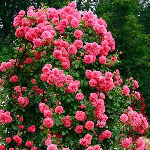 Плетистая роза розариум ютерсен + отзывы