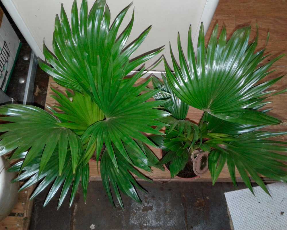 Пальма ливистона: уход в домашних условиях, описание видов и их особенностей, а также способов размножения растения