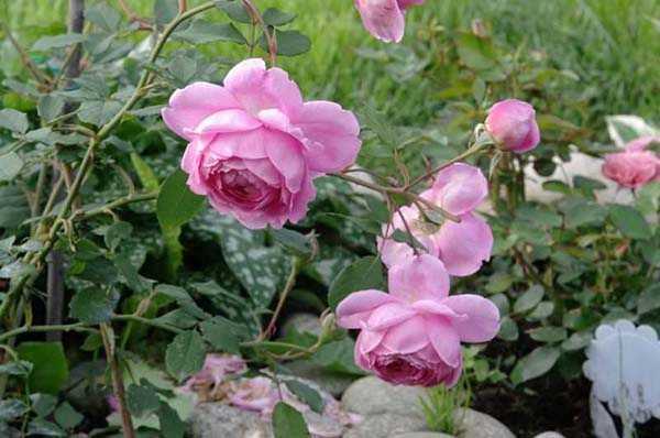 Роза «black baccara» — описание и особенности выращивания