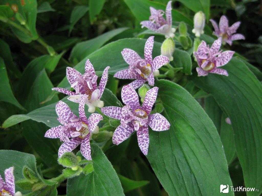 Трициртис: посадка и уход за "садовой орхидеей"