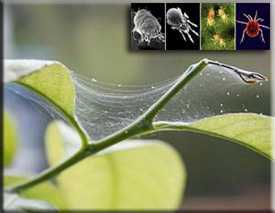 Вредители растений щитовки и червецы: фото и видео, как избавиться от щитовок и червецов