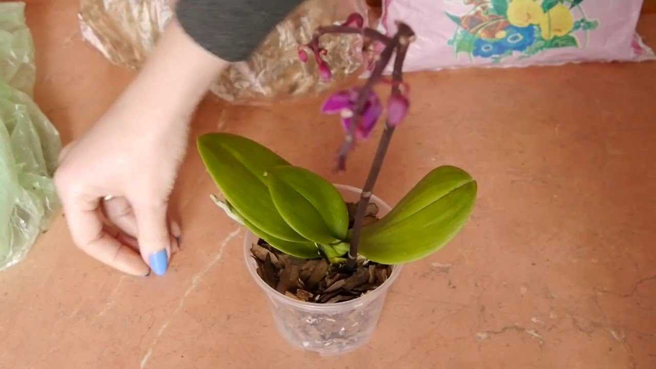 Орхидея (52 фото): особенности ухода в домашних условиях. как правильно ухаживать за цветком в горшке после покупки? описание красивых сортов