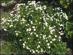 Вискария: посадка и уход в открытом грунте, фото оригинальных цветков
