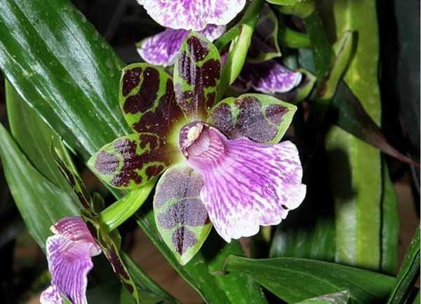 Орхидея зигопеталум. уход за зигопеталумом в домашних условиях - вмоменте
