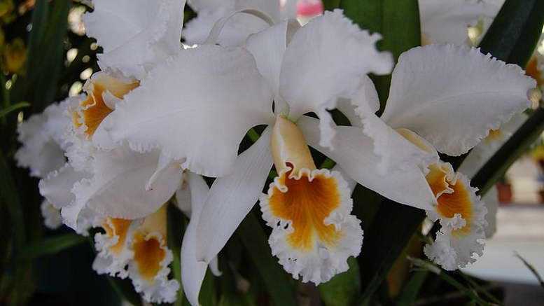 Сорта и виды орхидей — описание и уход
