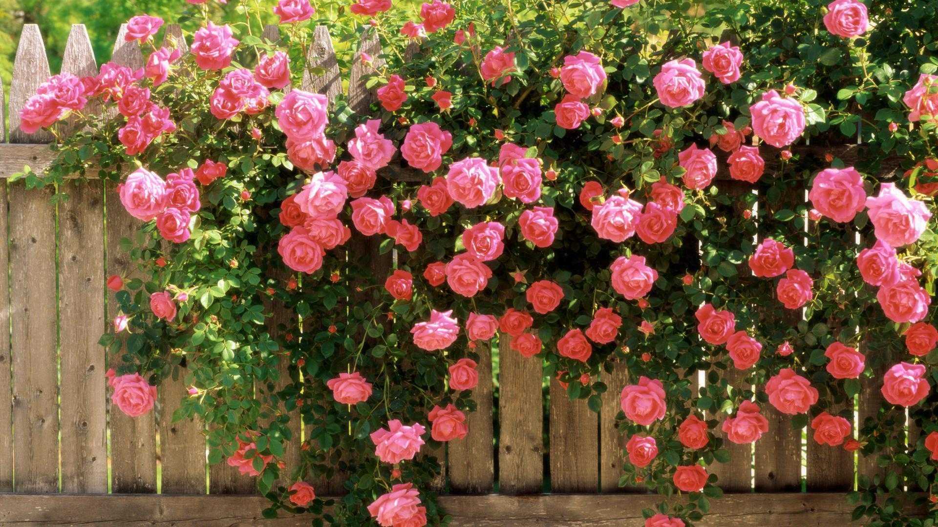 Роза плетистая посадка и уход в открытом грунте как сажать плетистую розу правильная обрезка и укрытие на зиму