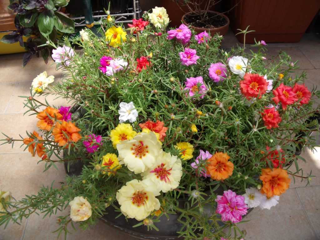 Портулак махровый крупноцветковый — описание цветка и правила выращивания