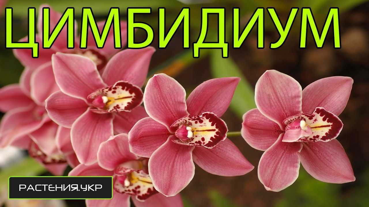 Орхидея цимбидиум: секреты ухода в домашних условиях, особенности пересадки и размножения, описание видов