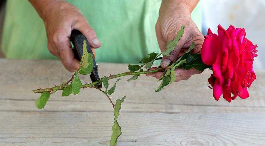 Как укоренить розу из букета в домашних условиях зимой: пошагово