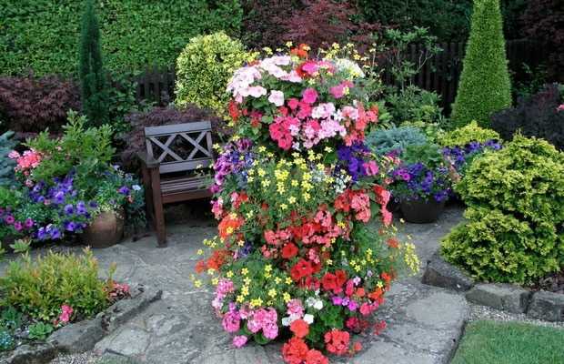 Цветок хионодокса — украшение для сада - Проект "Цветочки" - для цветоводов начинающих и профессионалов