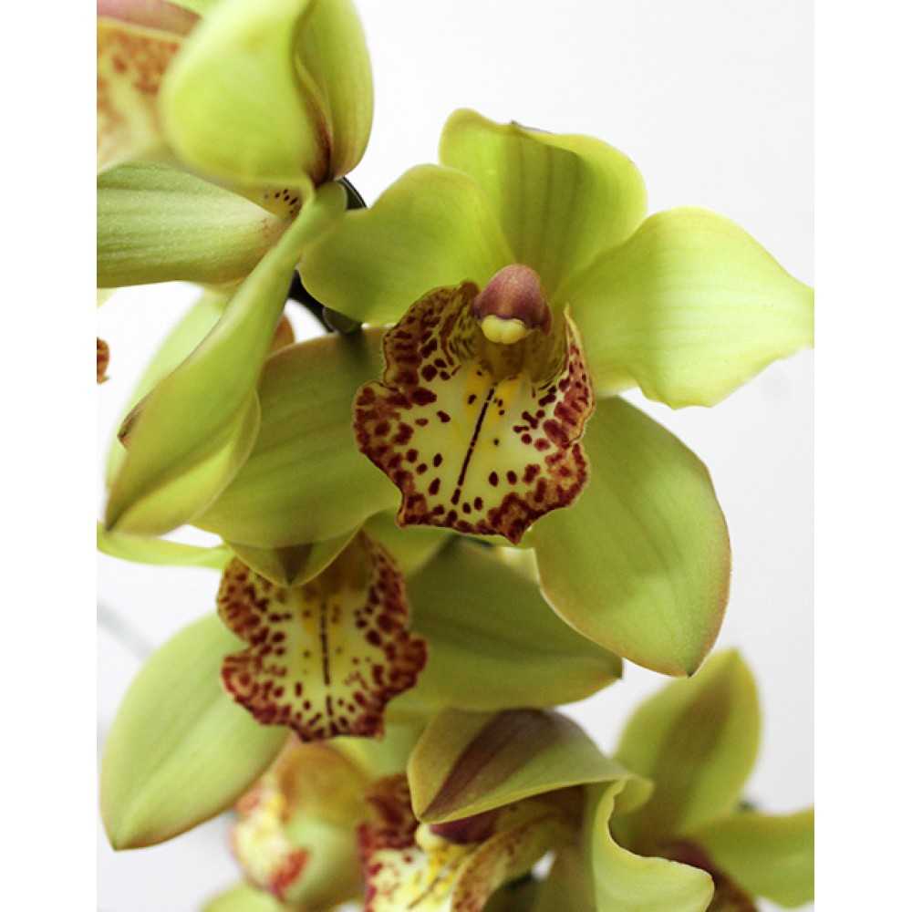 Вечнозеленый эпифит цимбидиум (Cymbidium) является частью семейства Орхидные Такие растения можно повстречать в субтропиках Северной Австралии и Азии, причем некоторые виды встречаются на высоте до 2 тысяч метров над уровнем моря