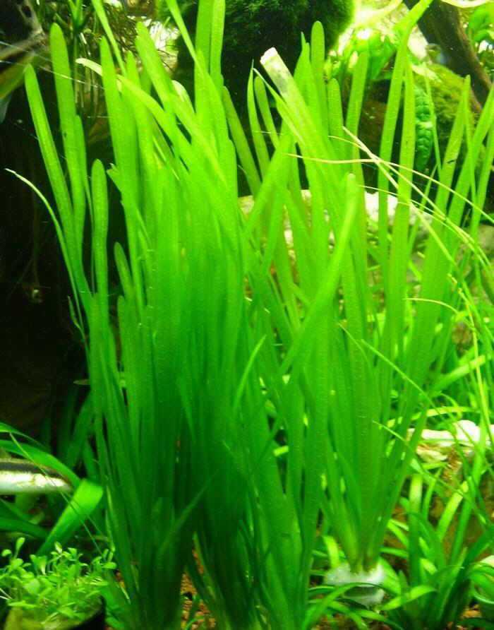 Аквариумное растение валлиснерия: фото листьев, видео содержания водоросли в аквариуме, описание видов