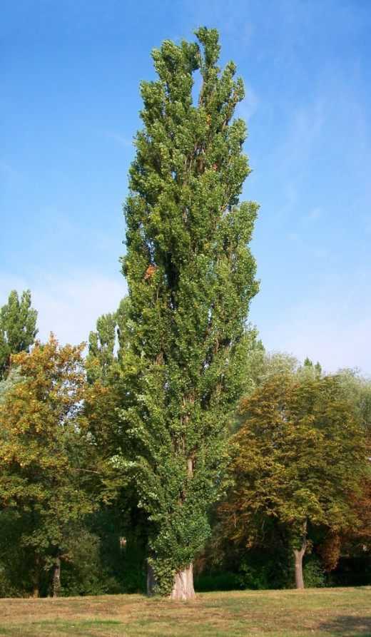 Павловния (павлония): фото дерева, выращивание в открытом грунте, описание видов и сортов