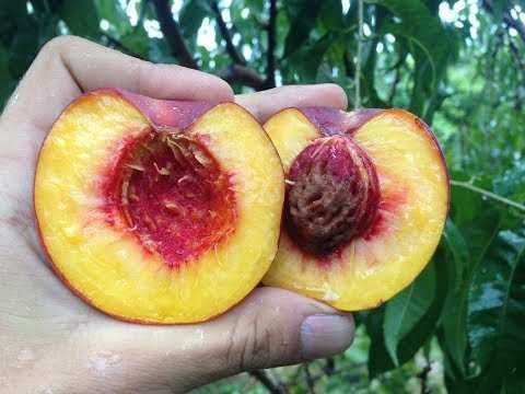 Инжирный персик: посадка, уход и подготовка к зиме | огородники