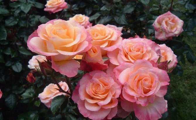 Роза самба энциклопедия роз