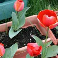 Подкормки для тюльпанов: чем удобрять цветы - проект "цветочки" - для цветоводов начинающих и профессионалов