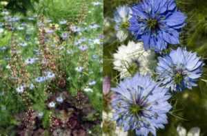 Чернушка или нигелла: посадка и уход в открытом грунте, фото растения с нежными цветками, виды и сорта культуры