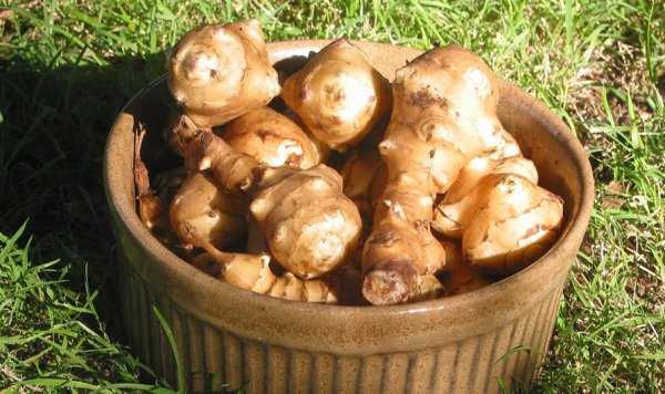 Полезный и неприхотливый корнеплод — топинамбур. выращивание и правила посадки, а также рекомендации по уходу