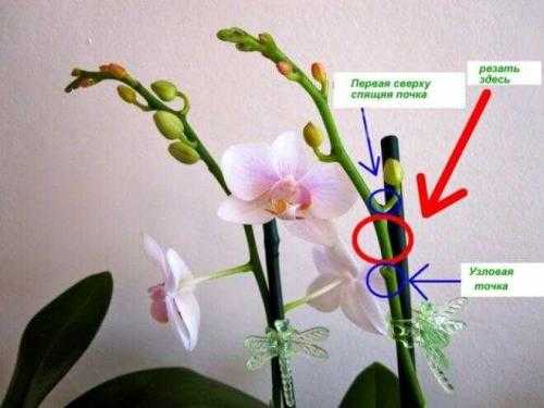 Воздушные корни орхидеи нужны для насыщения цветка водой и питательными веществами Здоровые корни, возвышающиеся над горшком, обрезать нельзя Удаляют сухие и