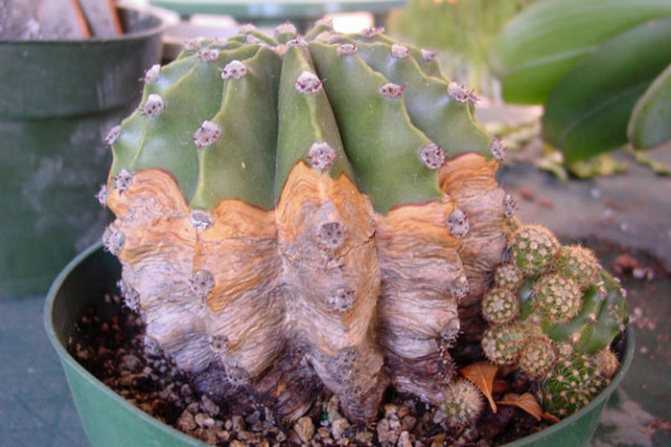 Удобрение для кактусов - секрет подкормки и полива в домашних условиях