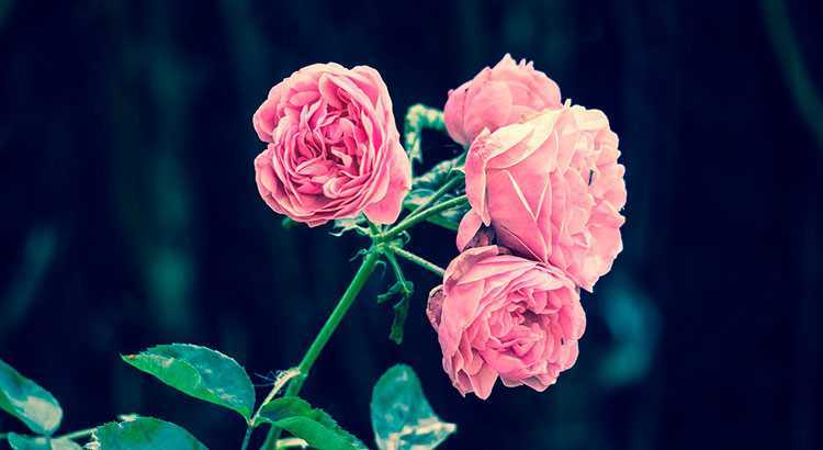 Чайно-гибридные розы - особенности посадки и ухода