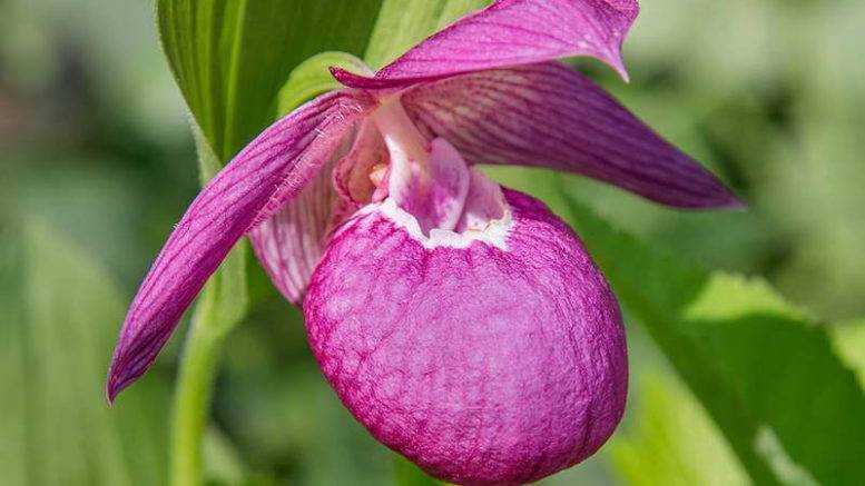 Венерин башмачок (43 фото): описание цветка. как выглядит орхидея «башмачок настоящий»? уход за растением в домашних условиях