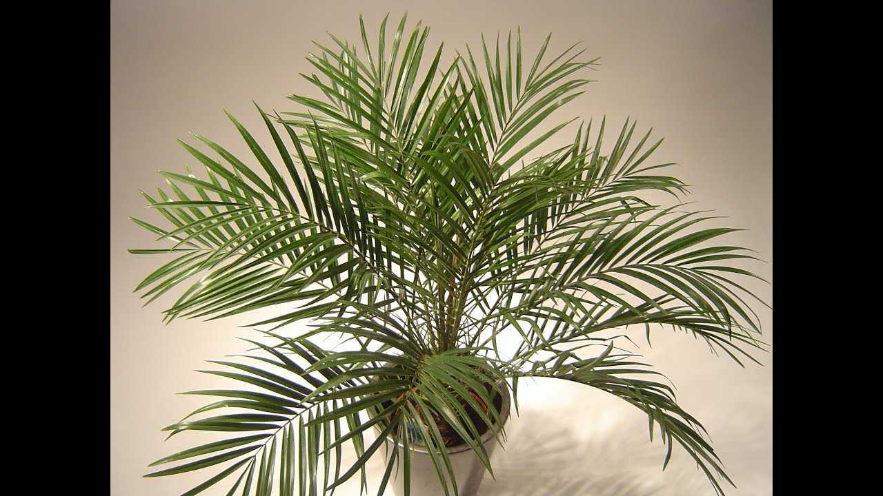 Финиковая пальма сохнет - что делать и как предотвратить?