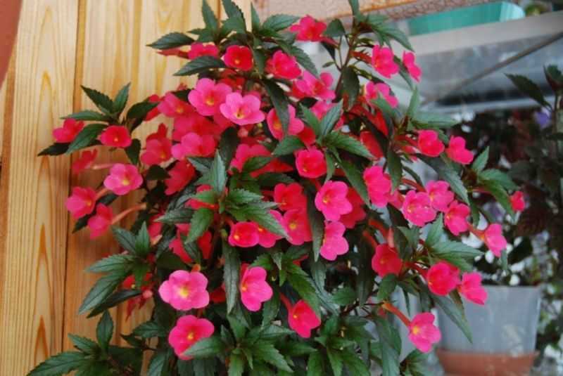 Цветок ахименес: посадка, выращивание и уход в домашних условиях с фото и описанием