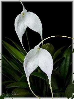 Вечнозеленая орхидея драгоценная лудизия: описание сорта и уход в домашних условиях