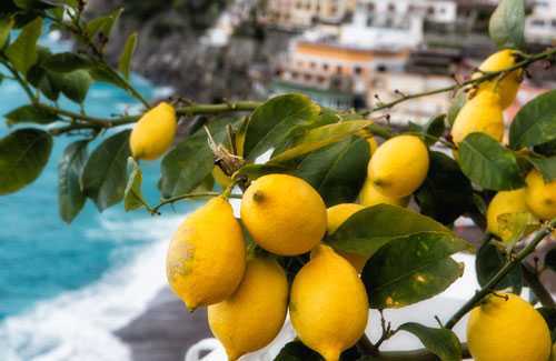 Как прививать лимон в домашних условиях, чтобы он плодоносил