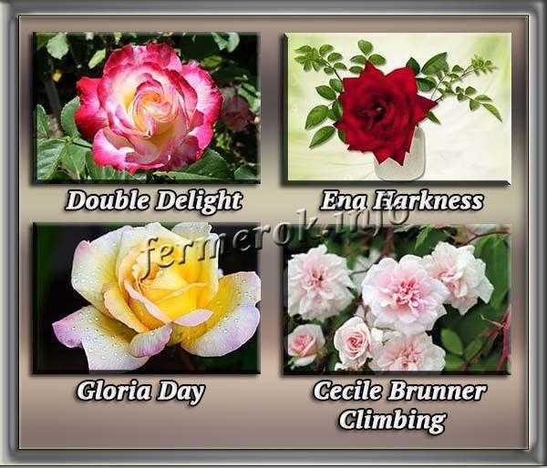Сорта роз с описаниями, названиями и фото