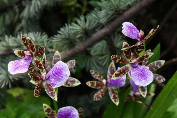 Сказочная орхидея зигопеталум: описание и уход в домашних условиях