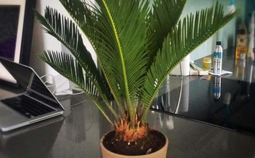 Цикас (саговая пальма): описание, фото, уход в домашних условиях