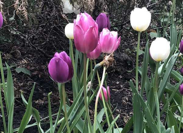Тюльпаны - подкормка весной, выращивание, уход