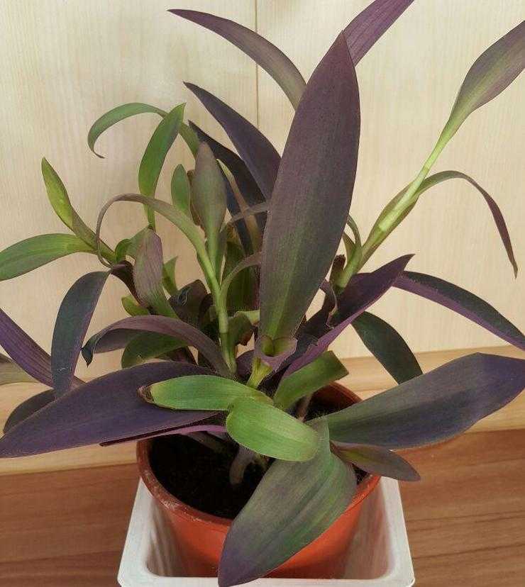Сеткрезия или традесканция пурпурнолистная, выращиваем тропическую гостью в домашних условиях