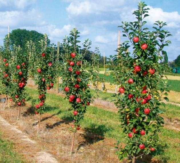 10 сортов колоновидных яблонь, которые я рекомендую для средней полосы. названия, описание, уход, фото. — ботаничка.ru