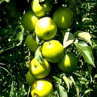Колоновидная яблоня — «важак» яблонь: посадка, выращивание и уход
