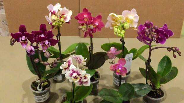 Как ухаживать за орхидеей в домашних условиях, обрезка, полив, лечение болезней