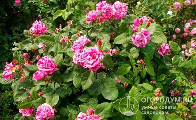 Парковая роза Фердинанд Пичард отличается высокой декоративностью, благодаря оригинальной окраске розово-красных со светлыми прожилками цветов Благодаря